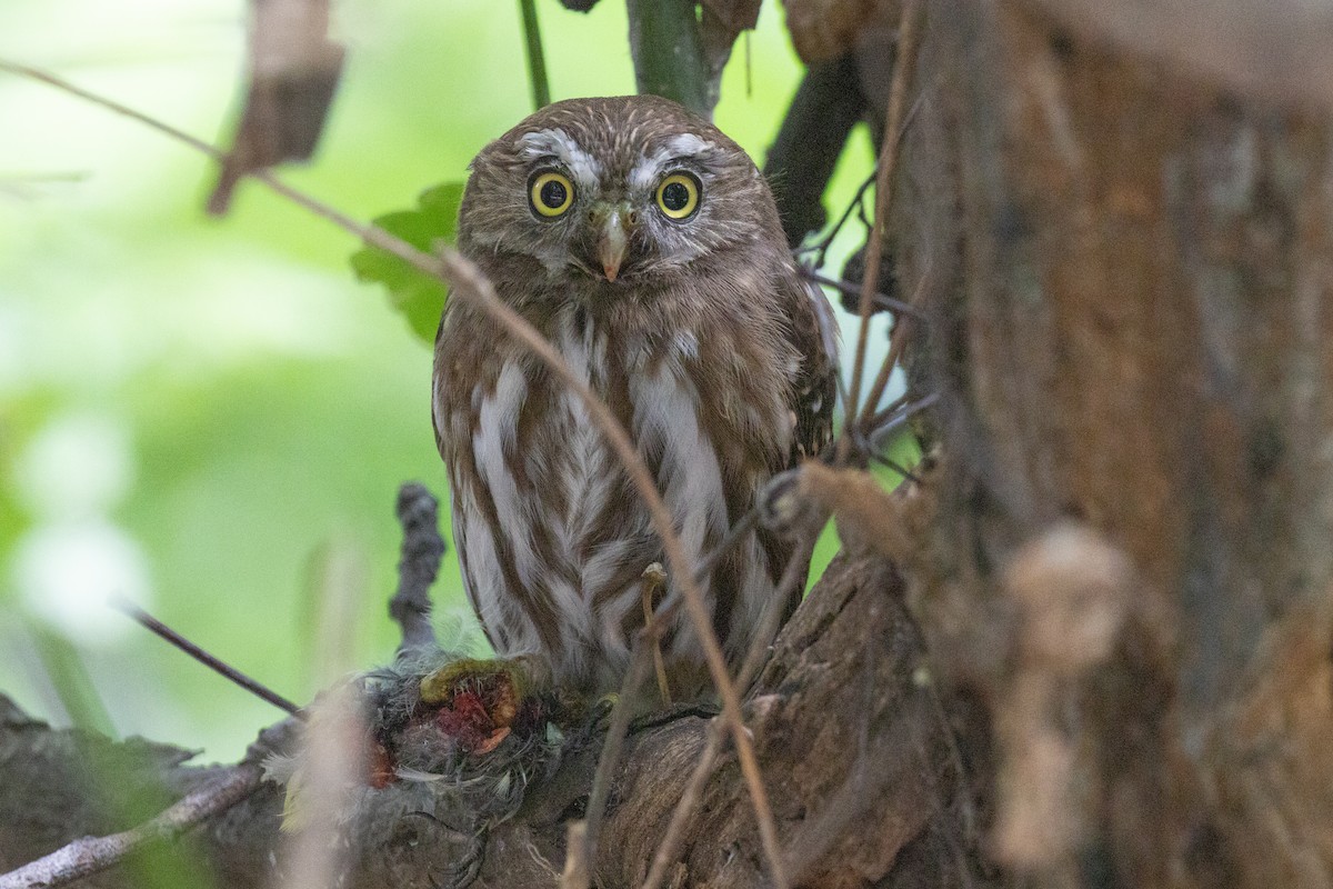 Ferruginous Pygmy-Owl - ML615508231