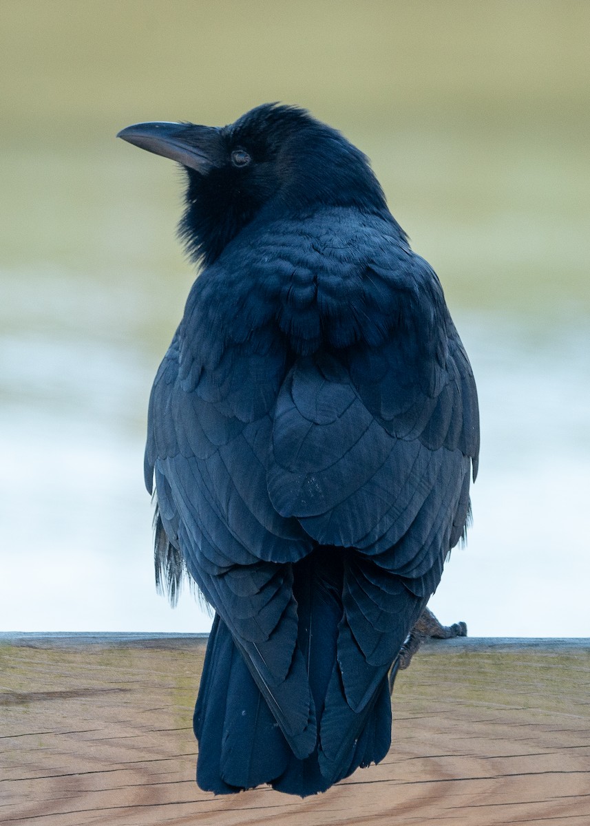 Fish Crow - ML615508278