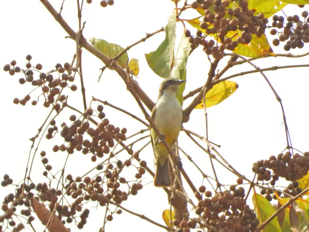 Sahel Bush Sparrow - ML615508381