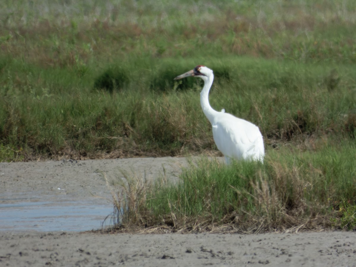 Whooping Crane - ML615508420