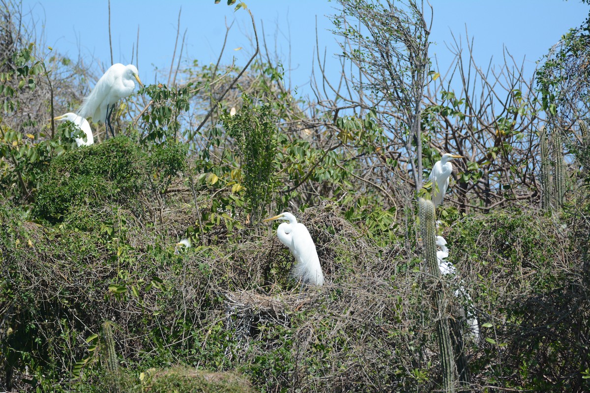 Great Egret - ML615508431