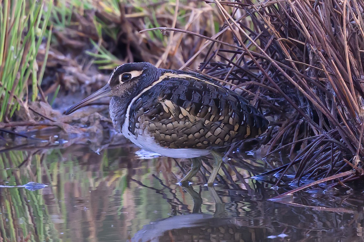 Greater Painted-Snipe - ML615508432