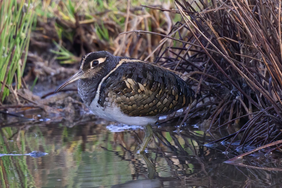 Greater Painted-Snipe - ML615508484