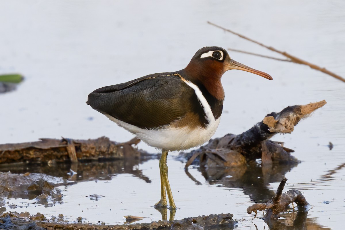 Greater Painted-Snipe - ML615508504
