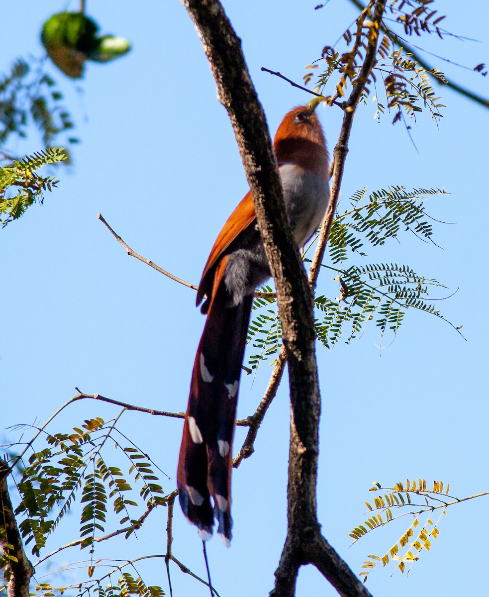 Squirrel Cuckoo (West Mexico) - ML615508537