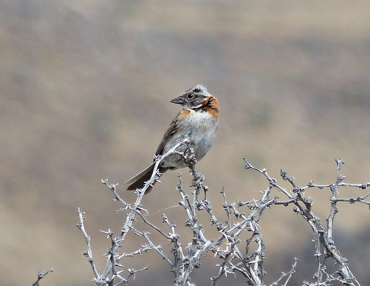 Rufous-collared Sparrow - ML615508738