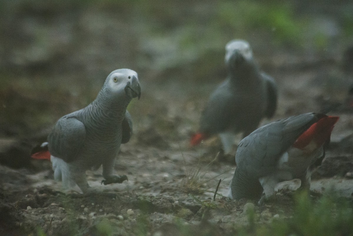 Gray Parrot - ML615508763