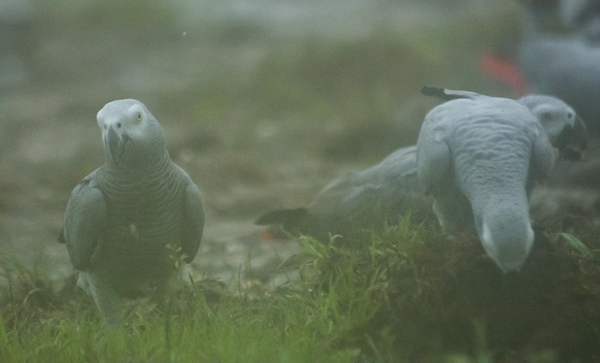 Gray Parrot - ML615508764