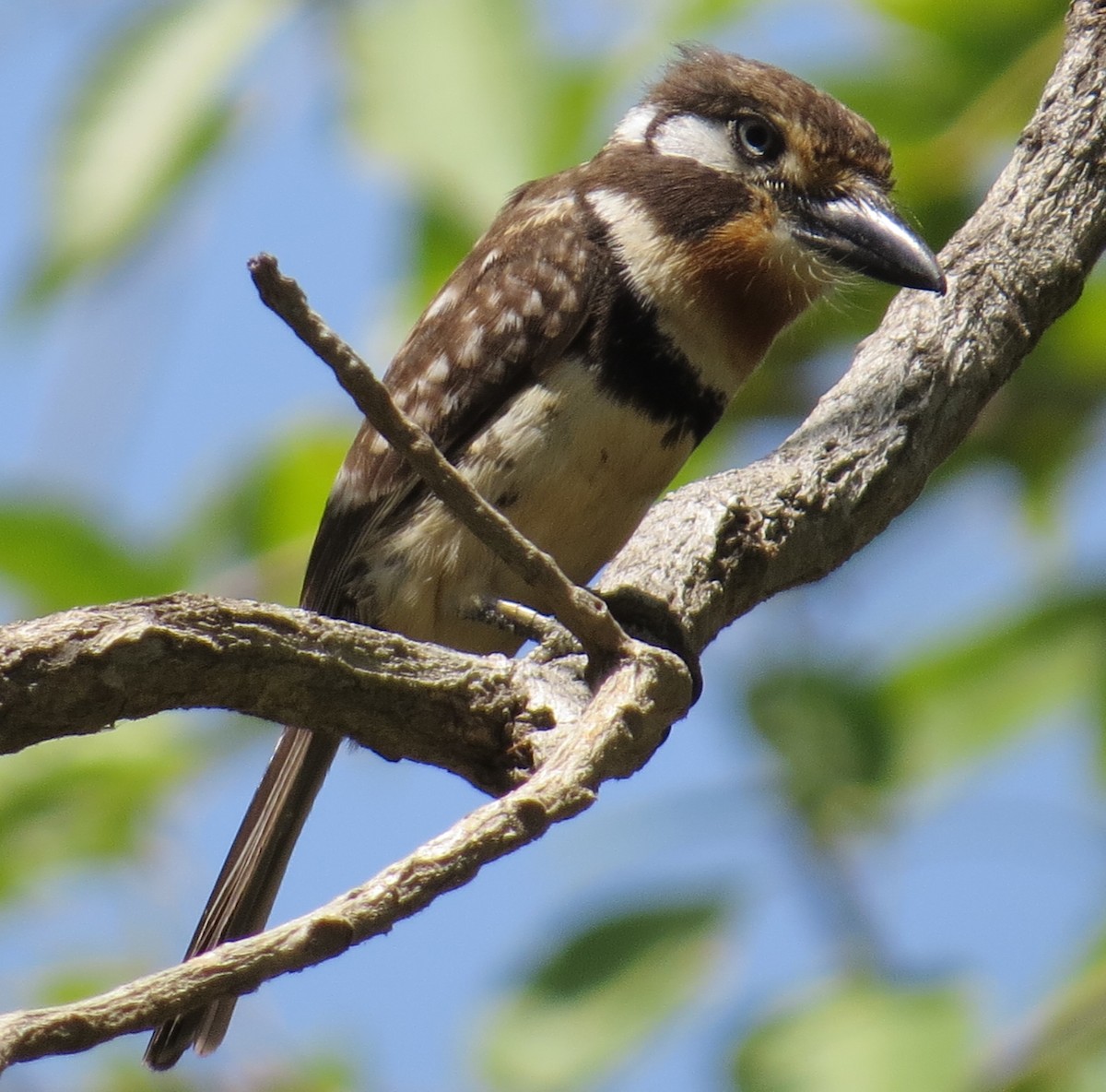 Russet-throated Puffbird - Mary Lusk