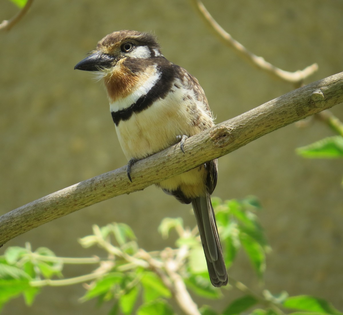 Russet-throated Puffbird - ML615508770