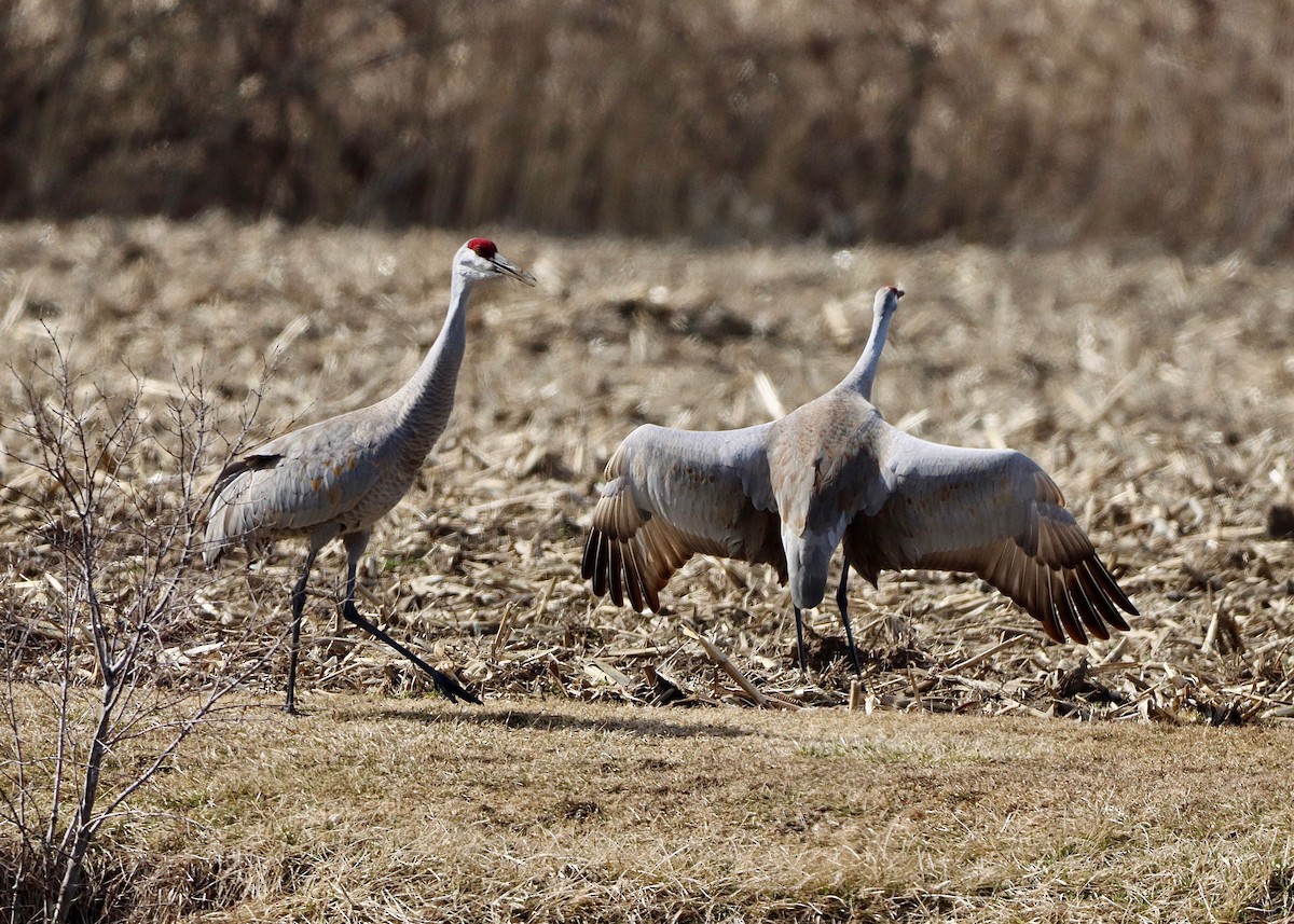 Sandhill Crane - ML615508810