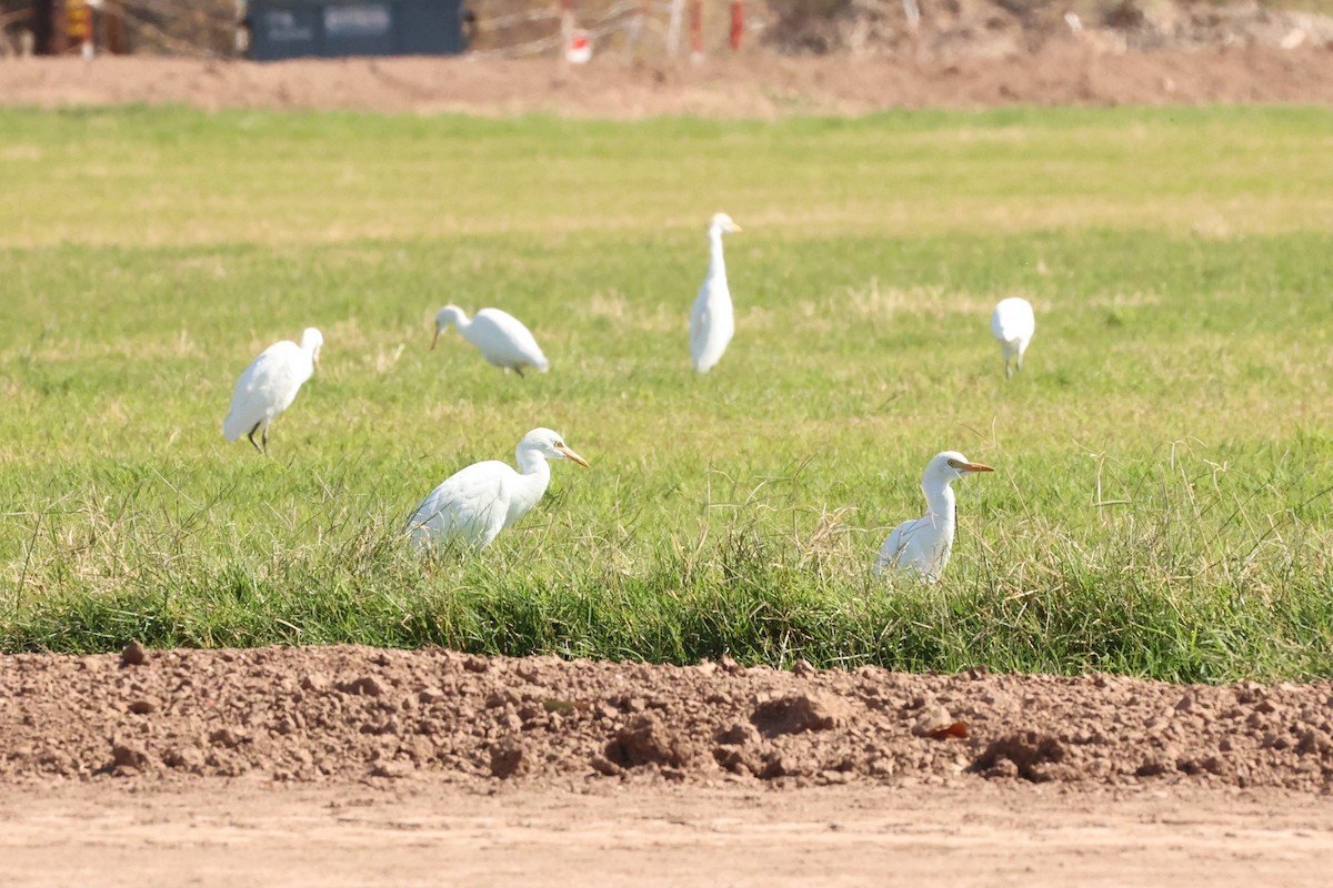 Египетская цапля (ibis) - ML615508818