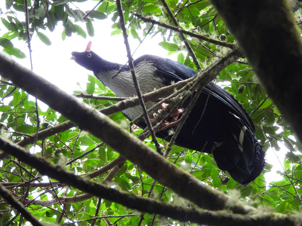 Horned Guan - ML615508861