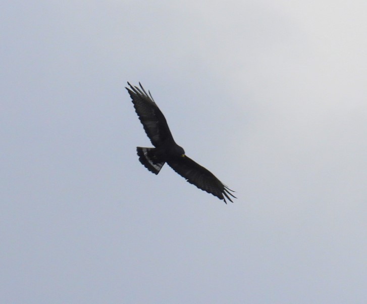Zone-tailed Hawk - ML615508886