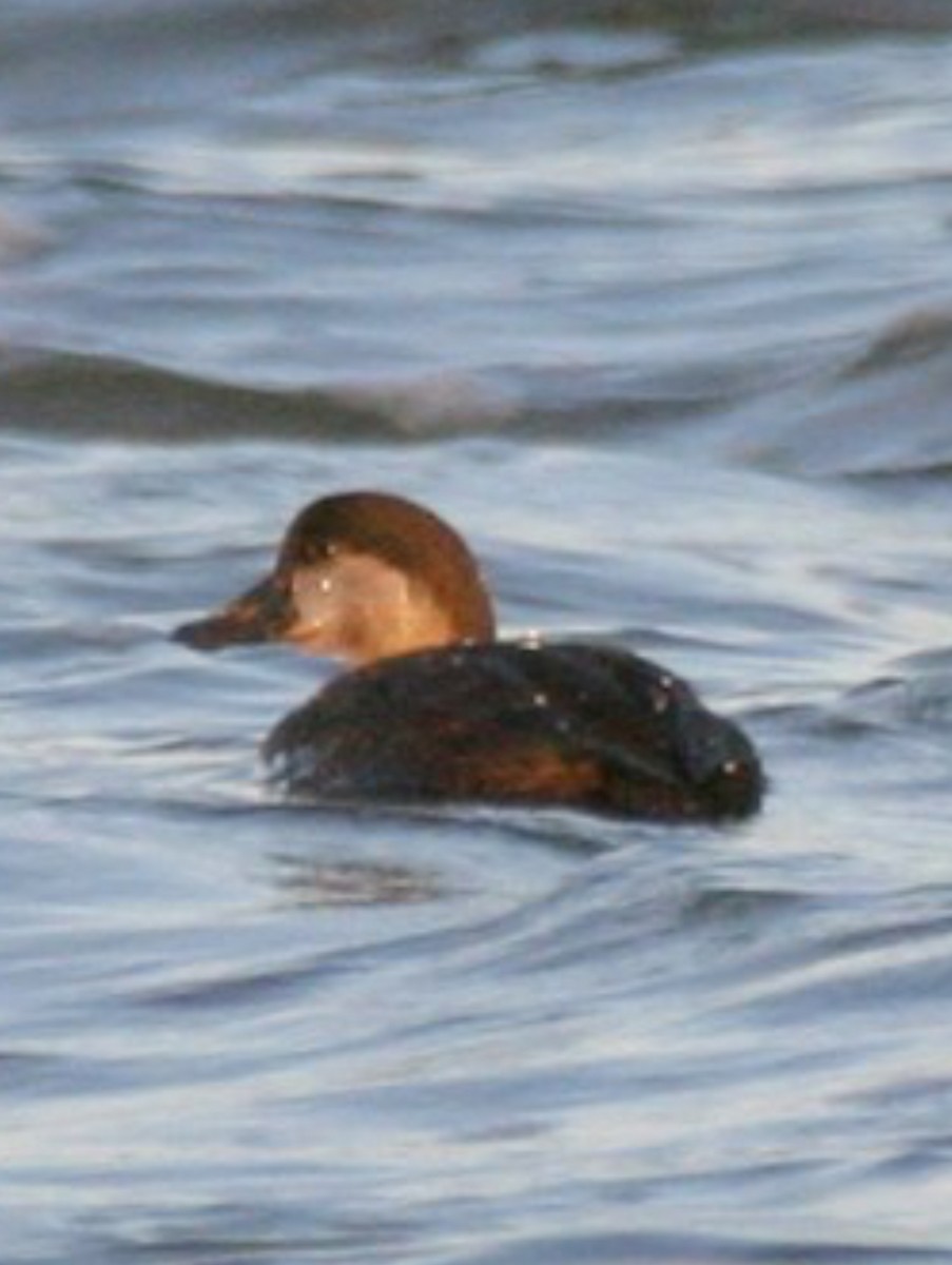 Black Scoter - ML615508888