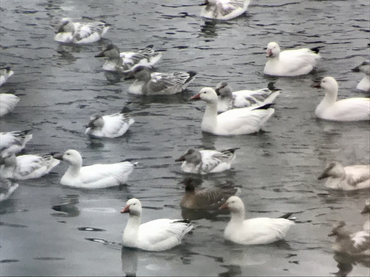 Pink-footed Goose - Jason Horn