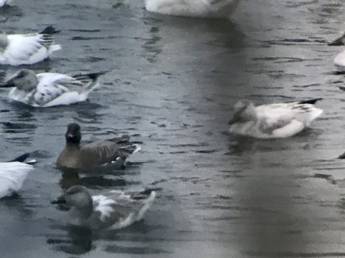 Pink-footed Goose - Jason Horn