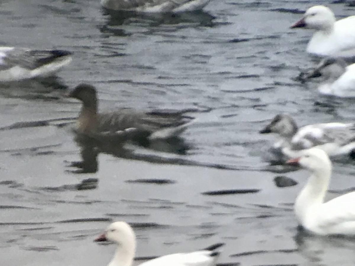 Pink-footed Goose - Jason Horn