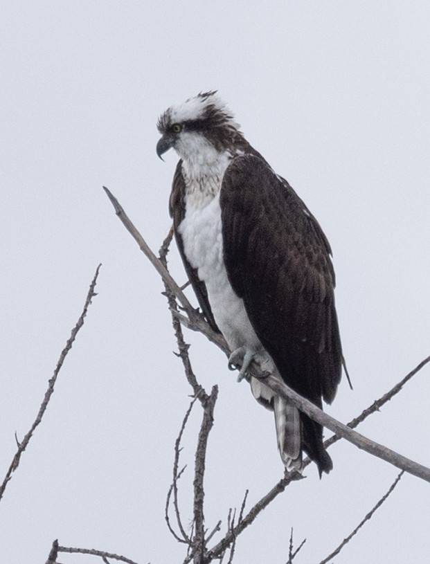 Osprey - ML615508928