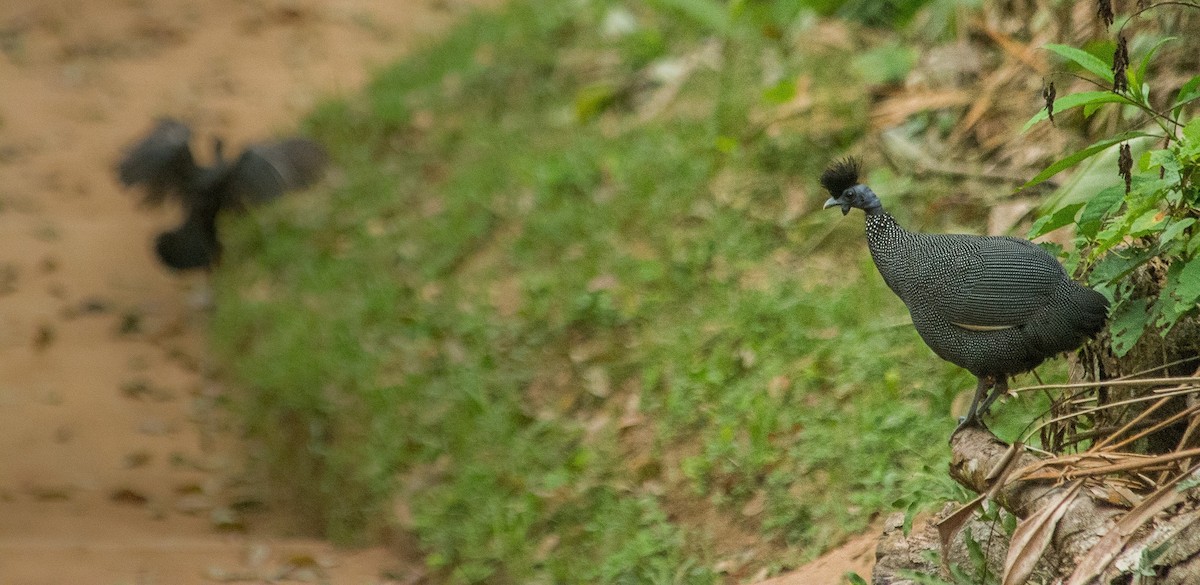 Plumed Guineafowl - ML615508934