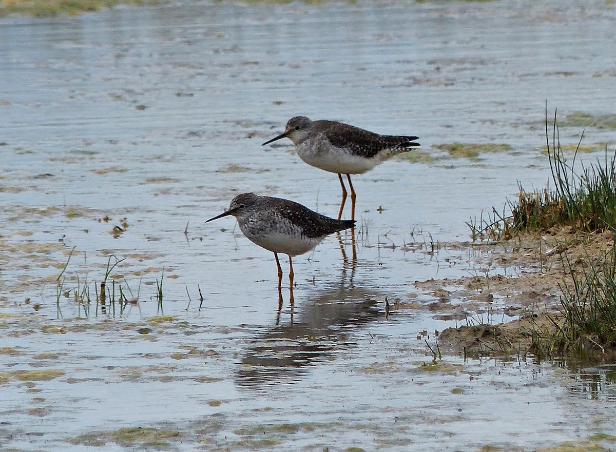 Lesser Yellowlegs - ML615508975