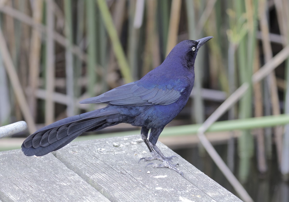 Great-tailed Grackle - Alison Hiers