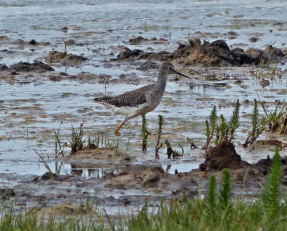 Lesser Yellowlegs - ML615509014