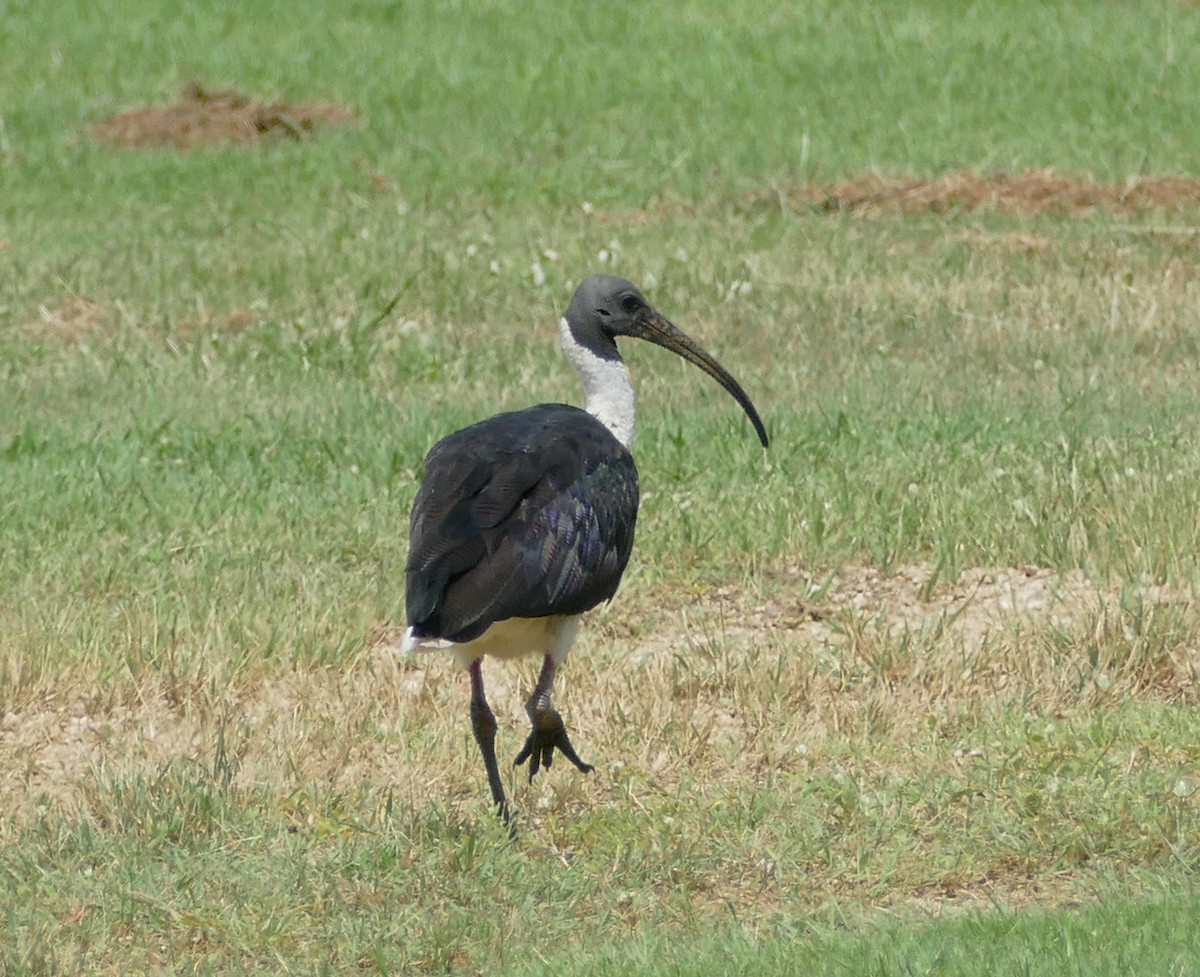 ibis slámokrký - ML615509015
