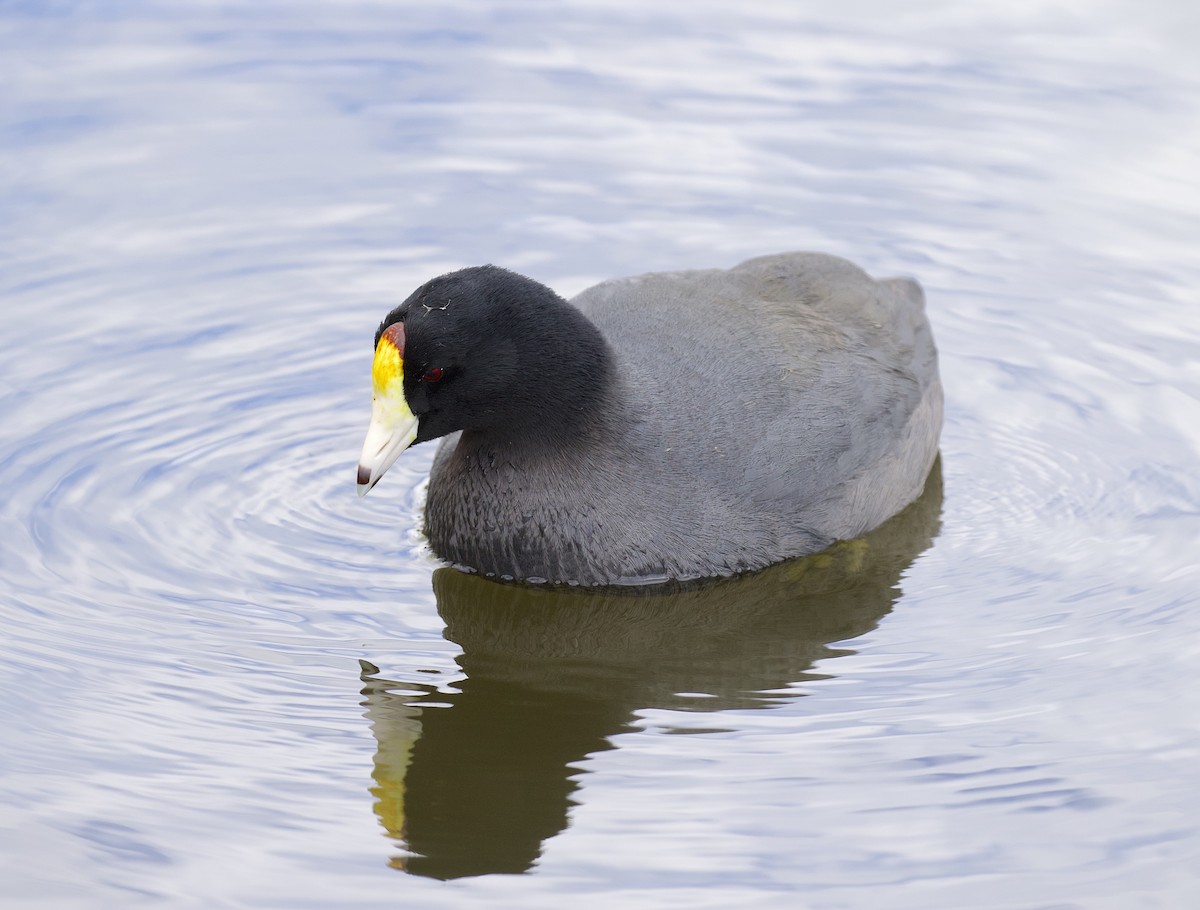 American Coot - ML615509017