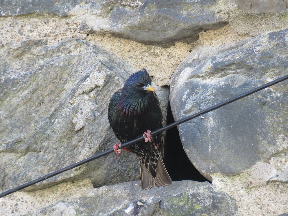 European Starling - ML615509029