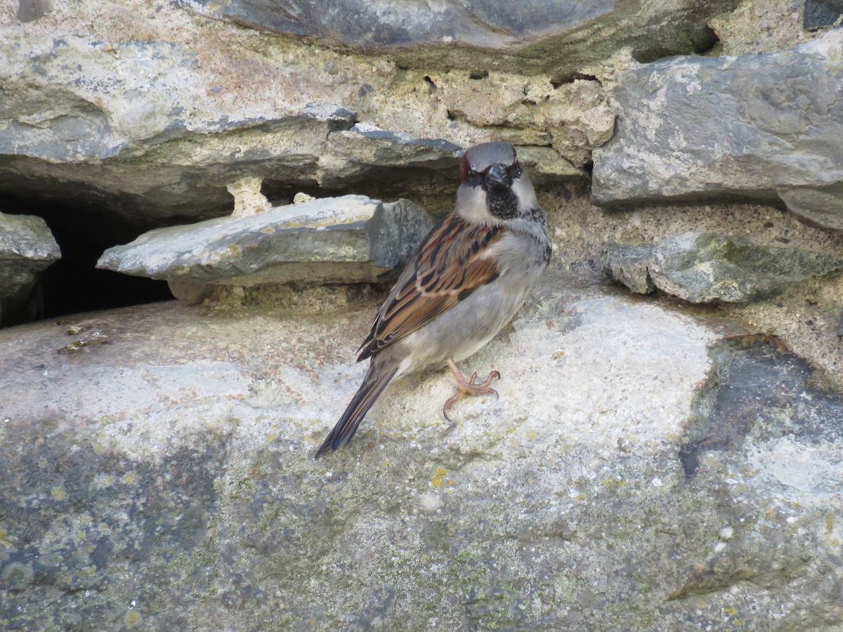 House Sparrow - ML615509043