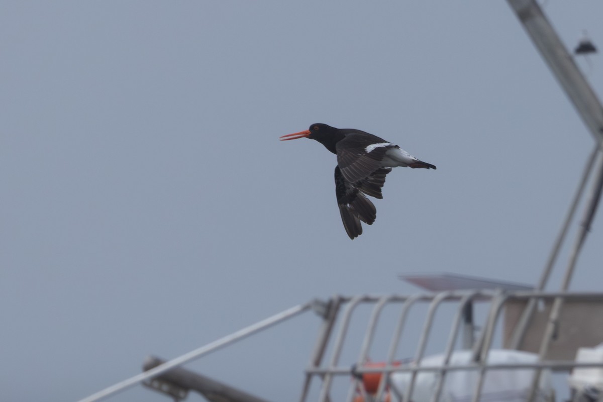 Chatham Oystercatcher - ML615509088