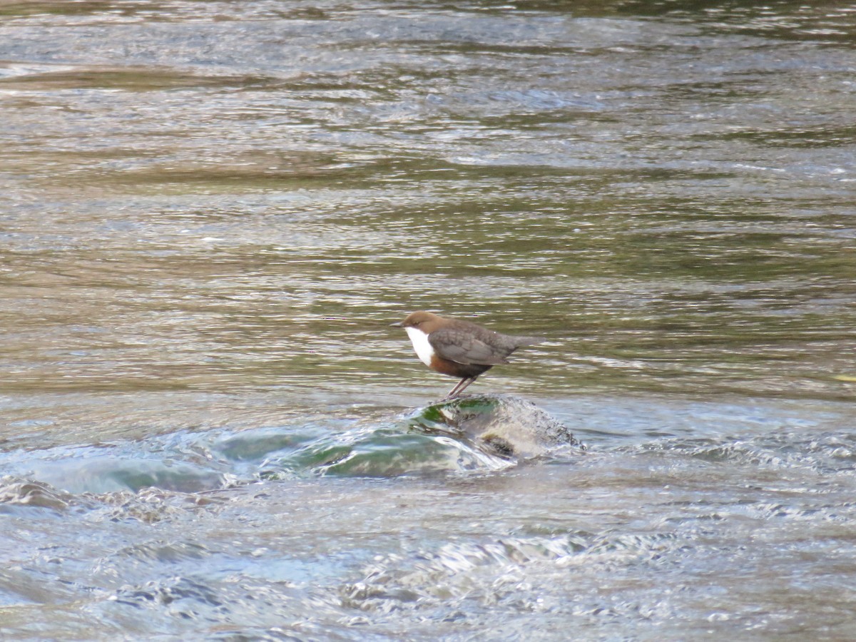 White-throated Dipper - ML615509096