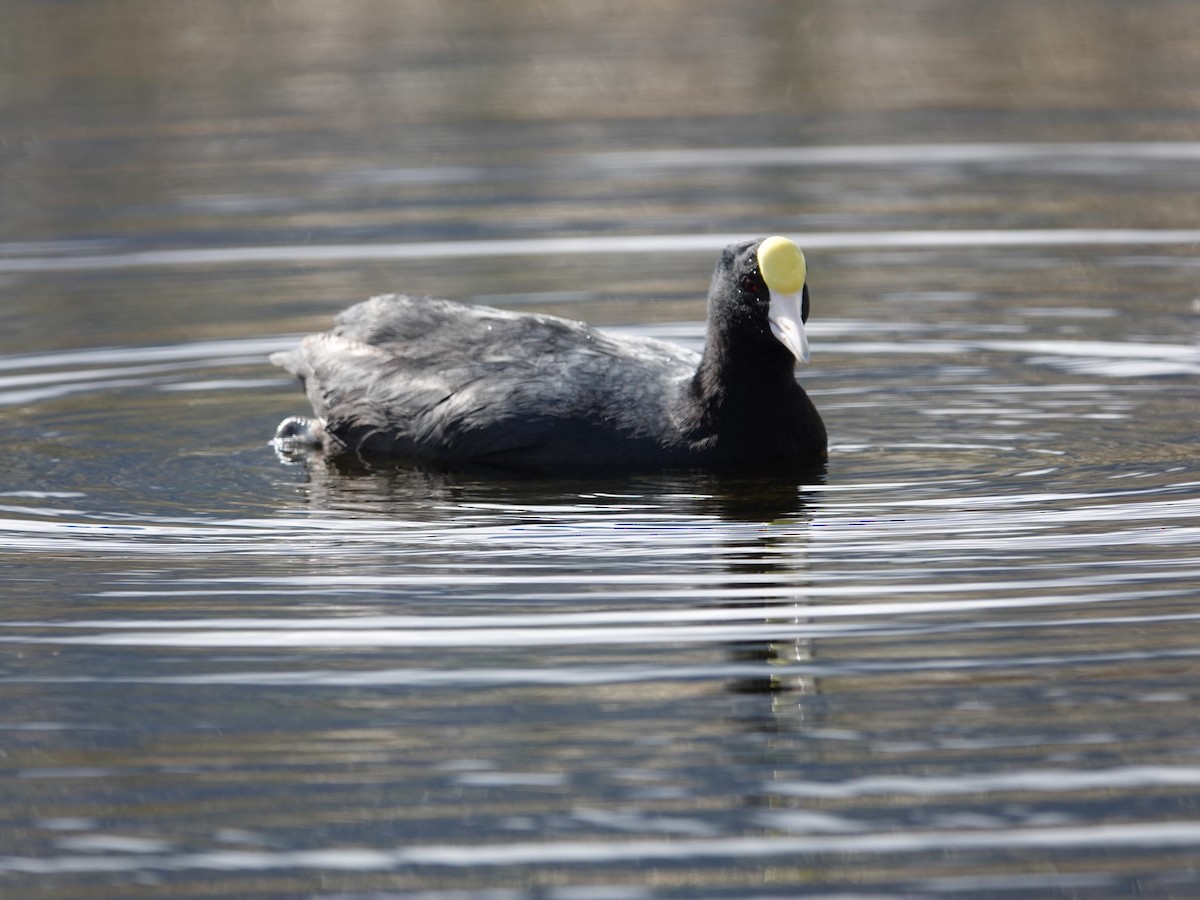 Slate-colored Coot - ML615509099