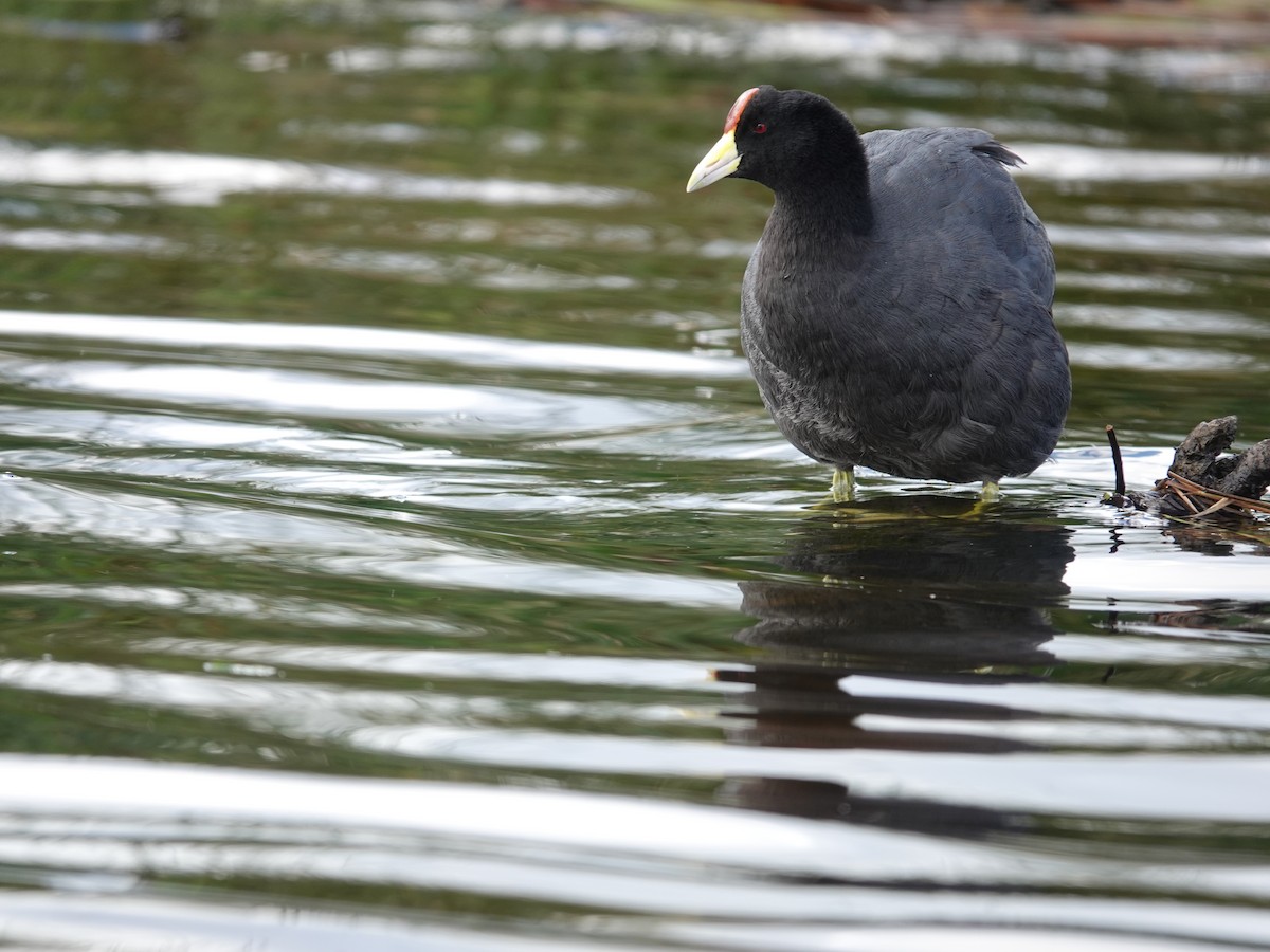 Slate-colored Coot - Donna Nordstrom