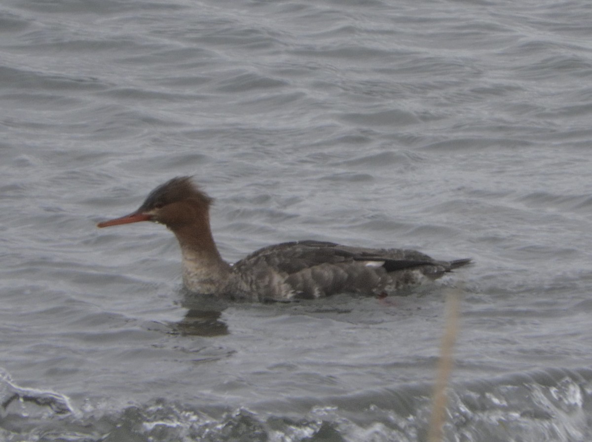 Red-breasted Merganser - ML615509146