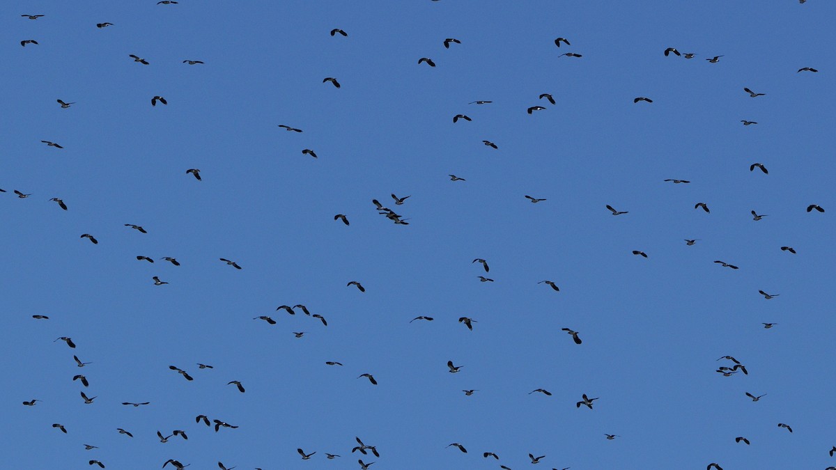 Northern Lapwing - Andrés Turrado Ubón