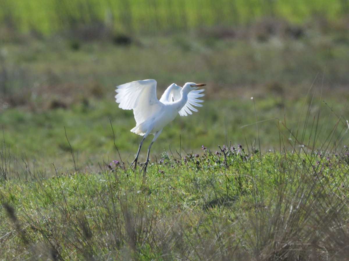 Western Cattle Egret - Andrés Turrado Ubón