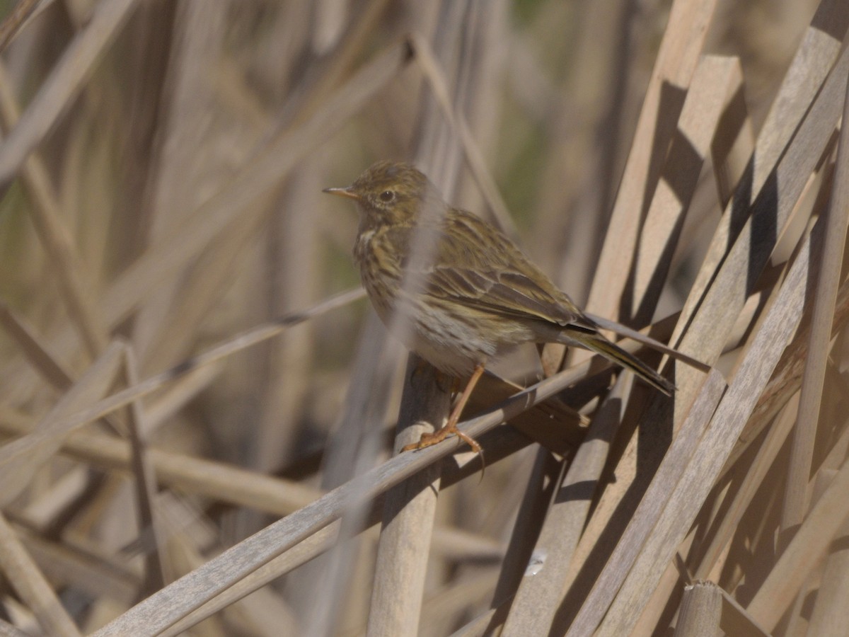 Meadow Pipit - Andrés Turrado Ubón