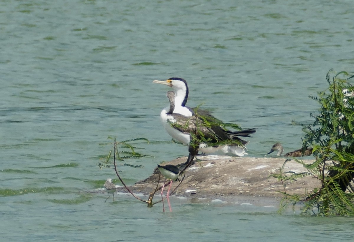 Pied Cormorant - ML615509247