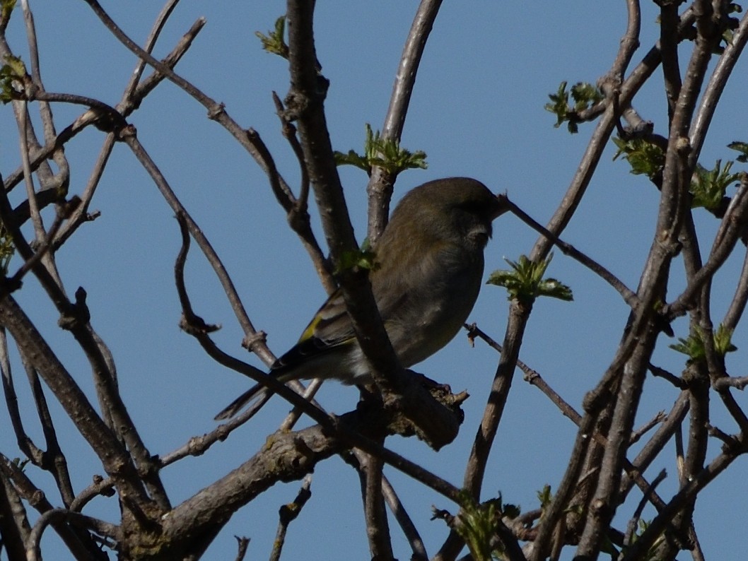 European Greenfinch - ML615509248