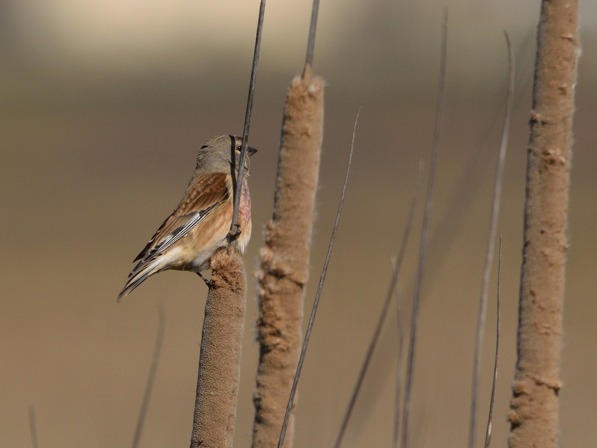 Eurasian Linnet - Andrés Turrado Ubón