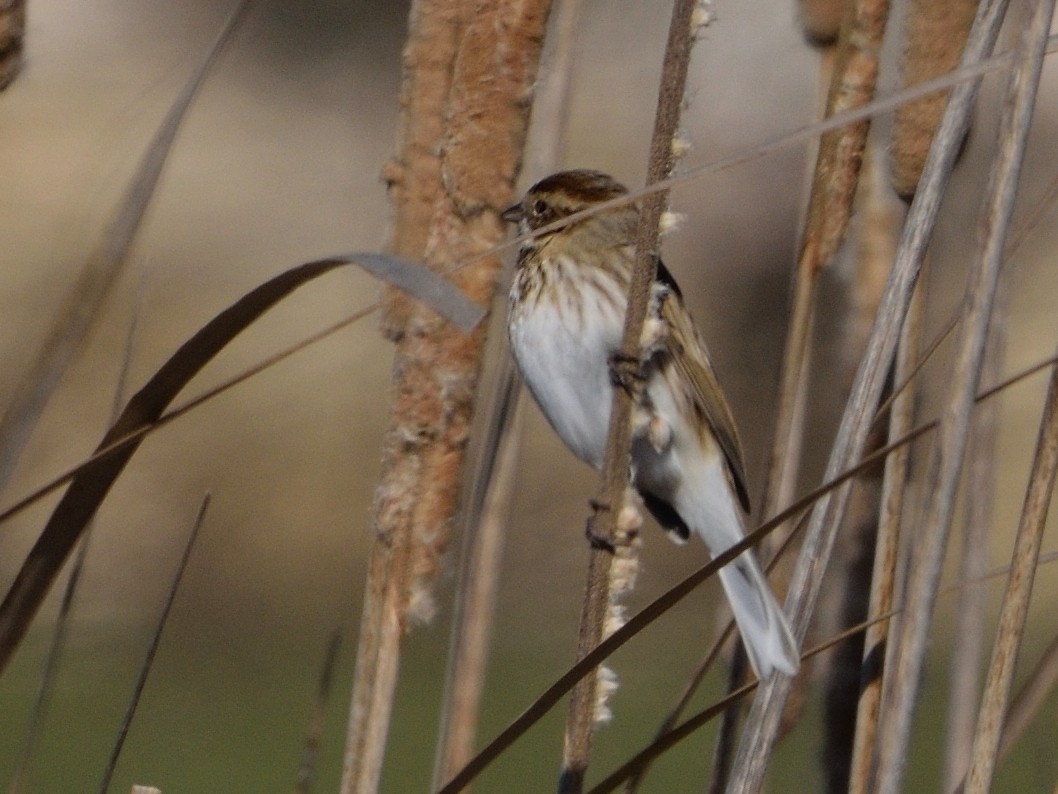 Reed Bunting - Andrés Turrado Ubón