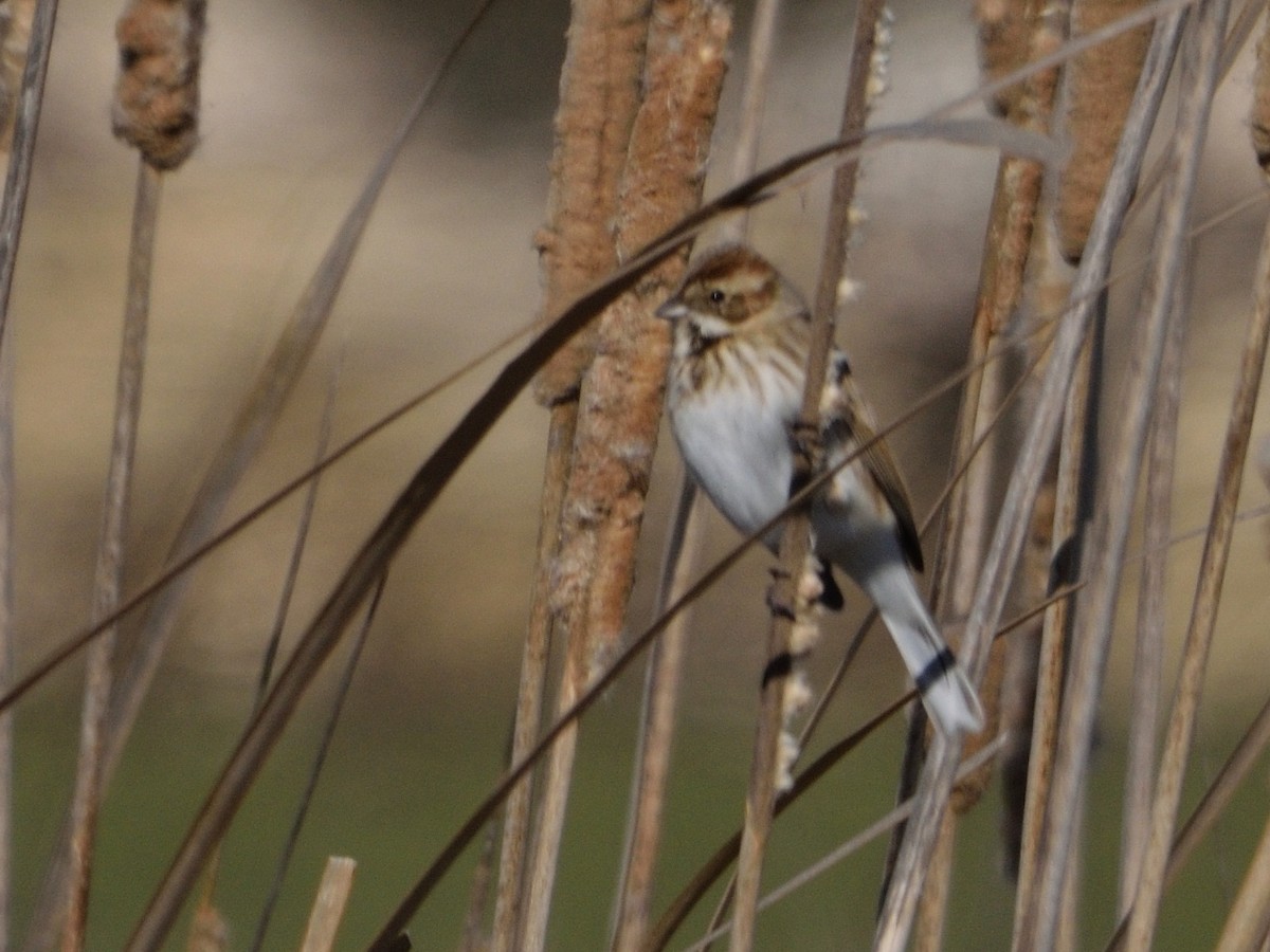 Reed Bunting - Andrés Turrado Ubón