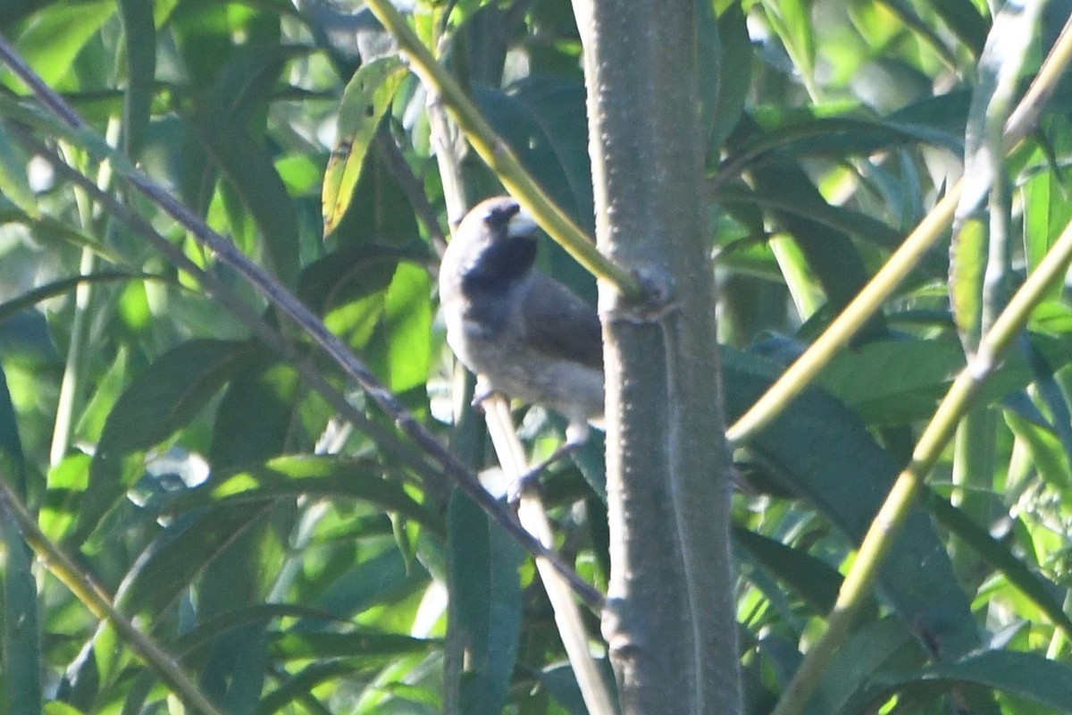 Dubois's Seedeater - ML615509266