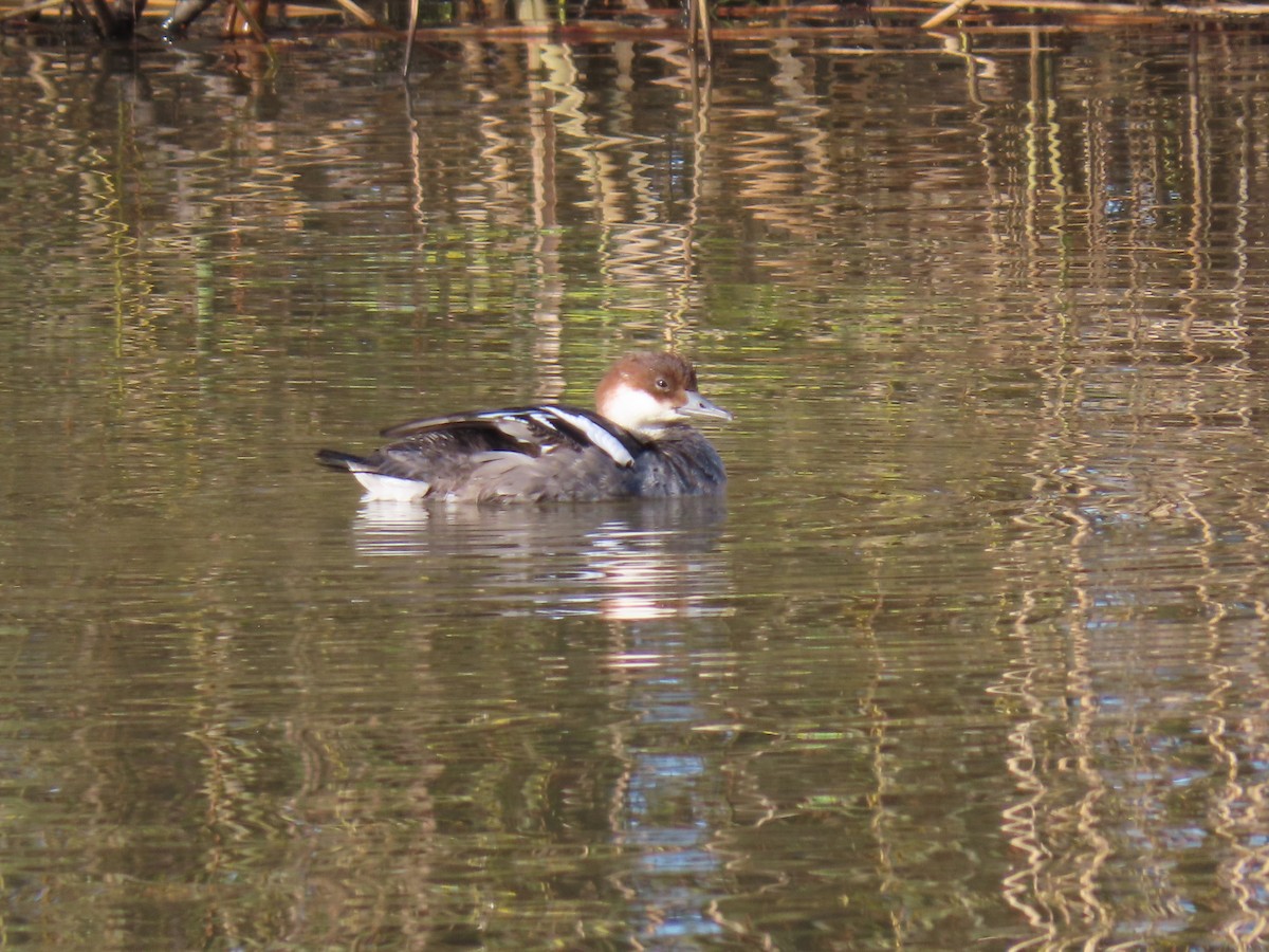 Smew - Stephen Younger