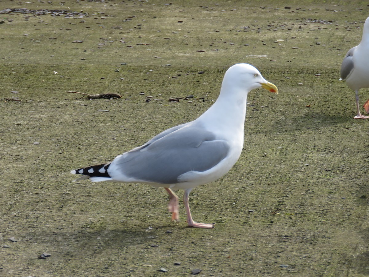 Herring Gull (European) - ML615509281
