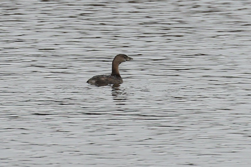 Pied-billed Grebe - ML615509329