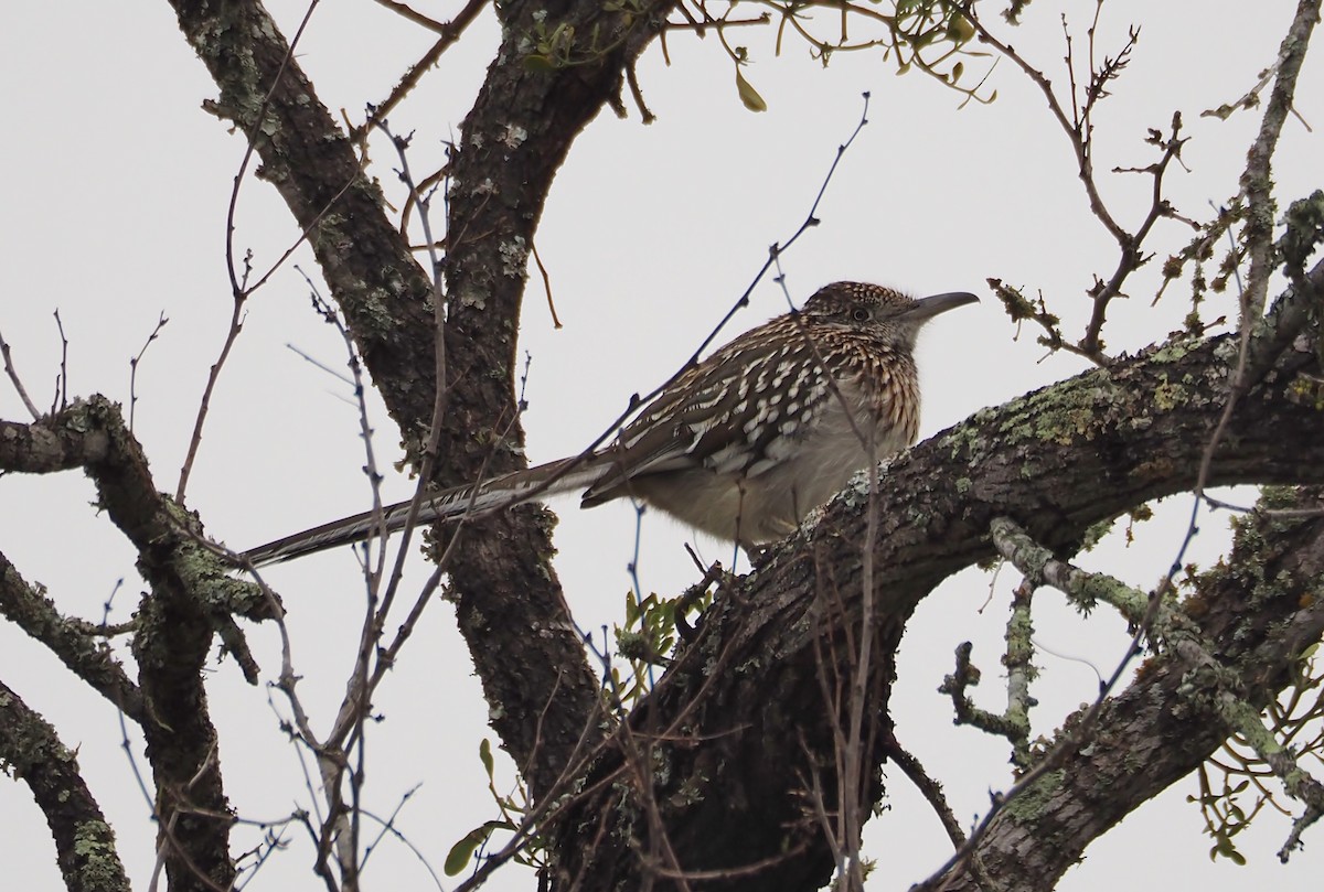 Greater Roadrunner - Lorie Carnes