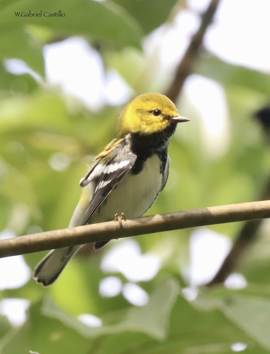 סבכון צהוב-ראש - ML615509337